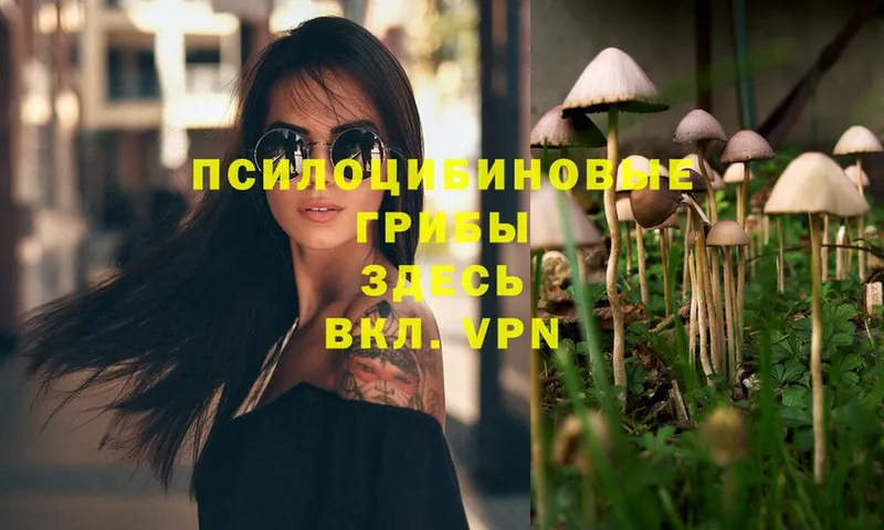 Псилоцибиновые грибы Psilocybe  Петровск-Забайкальский 